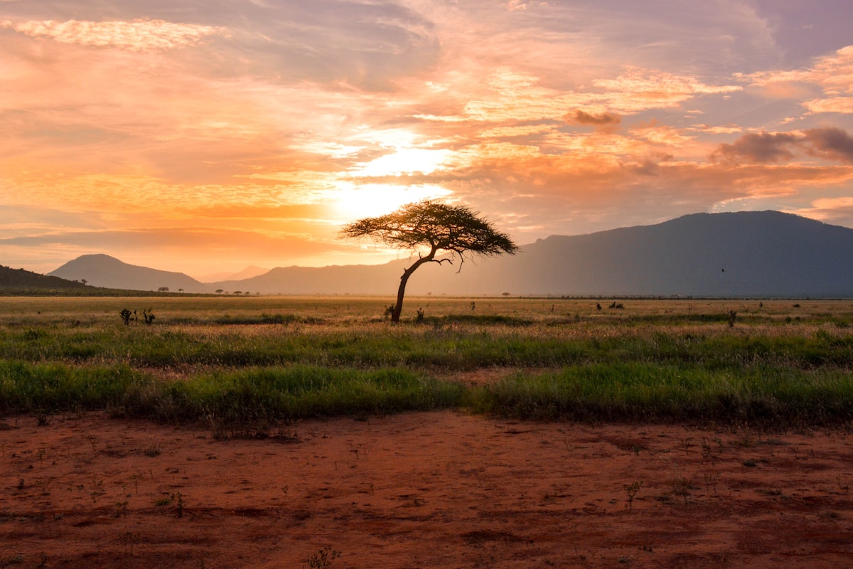 Lone acacia tree on the African savanna at sunset